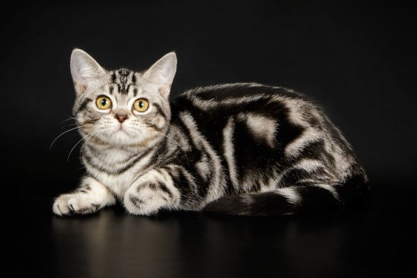 Британская кошка короткошерстная с полосами