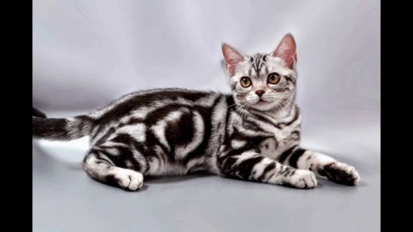 Американская короткошерстная кошка подшёрсток