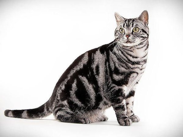 Американская короткошёрстная кошка