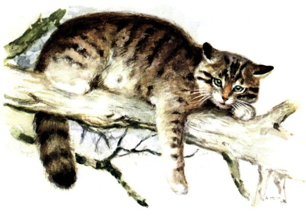 Кавказская Лесная кошка Felis Silvestris Caucasica