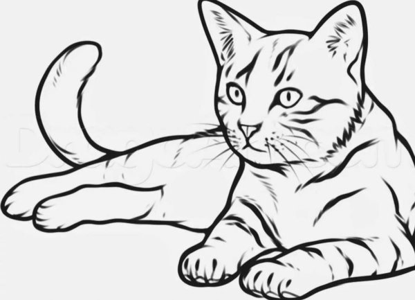 Кошка рисунок