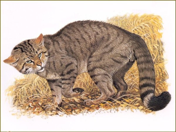 Лесной кот картины