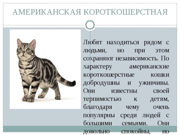 Американская короткошерстная кошка характеристики