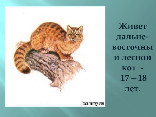 Амурский Лесной кот рисунок