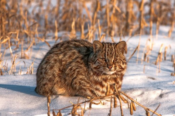 Дальневосточный камышовый кот