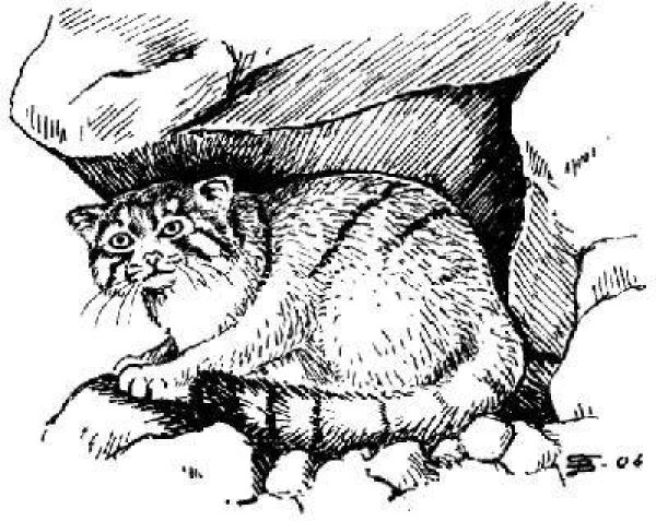 Кот Манул раскраска