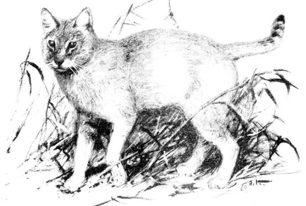 Кавказский камышовый кот рисунок