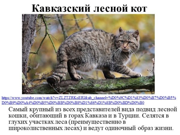 Кавказский Лесной кот красная книга