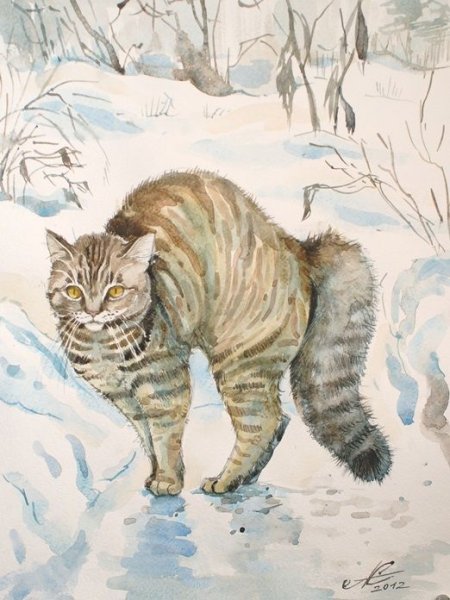 Чарушин кошка Маруська иллюстрации
