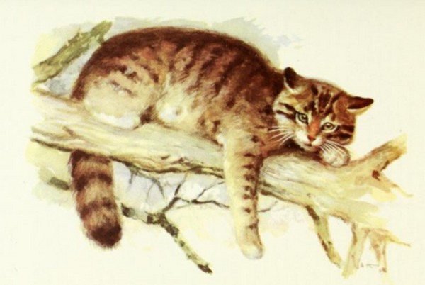 Кавказская Лесная кошка Felis Silvestris Caucasica карандашом