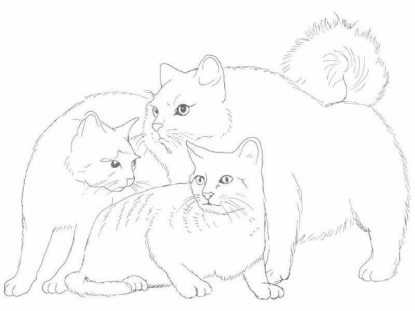 Раскраска семья кошек