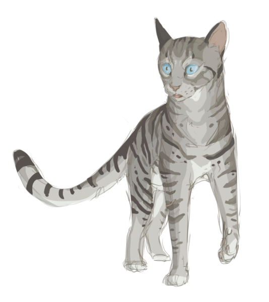 Longtail коты Воители