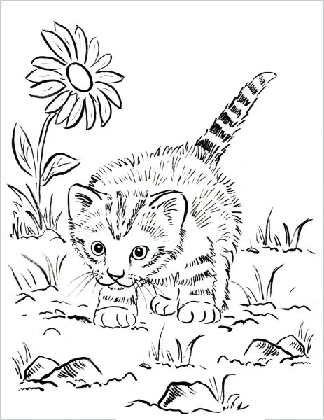 Раскраска кот