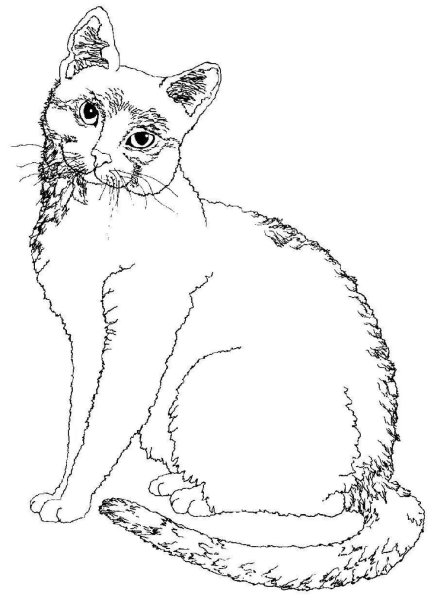 Кошки раскраски с пятнами