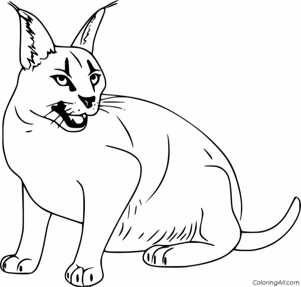 Раскраска волшебные котики