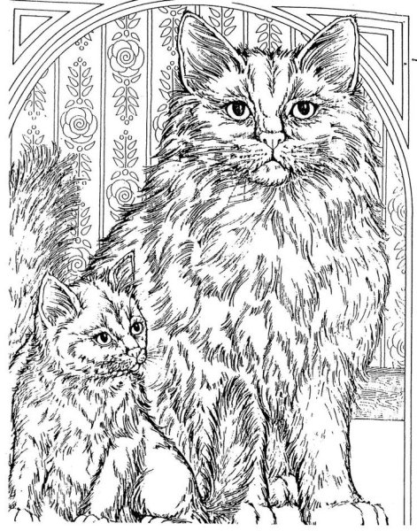 Персидская кошка раскраска