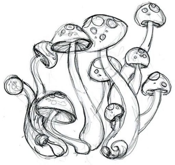 Рисунки для срисовки грибы