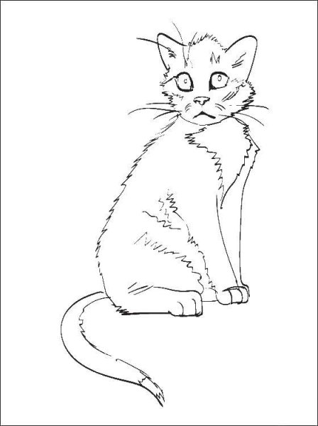 Раскраска испуганный котенок