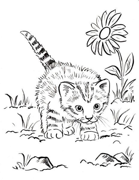 Раскраски котенки