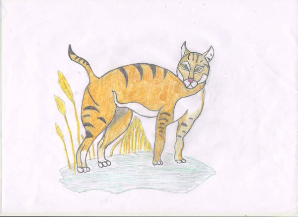 Рисуем камышового кота