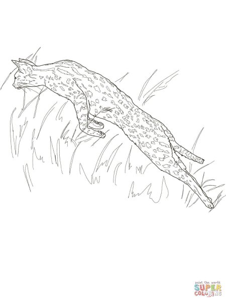 Камышовый кот раскраска