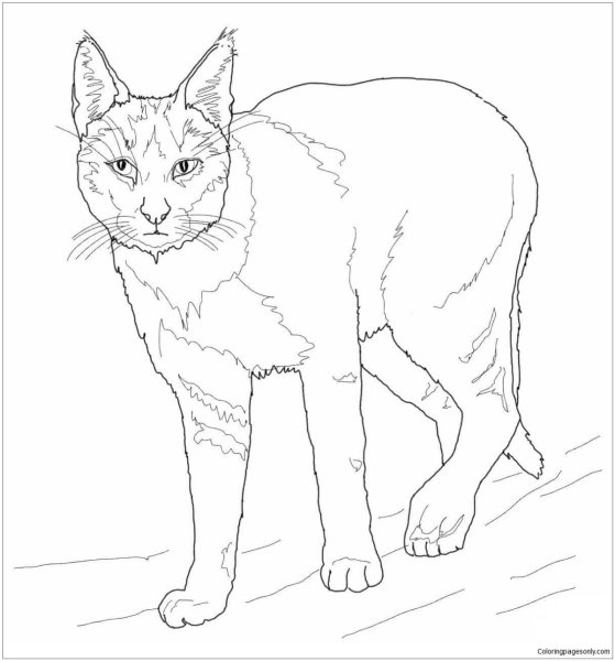 Раскраска кот Камышевой