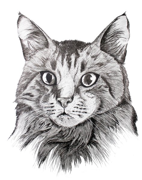 Кошка рисунок карандашом