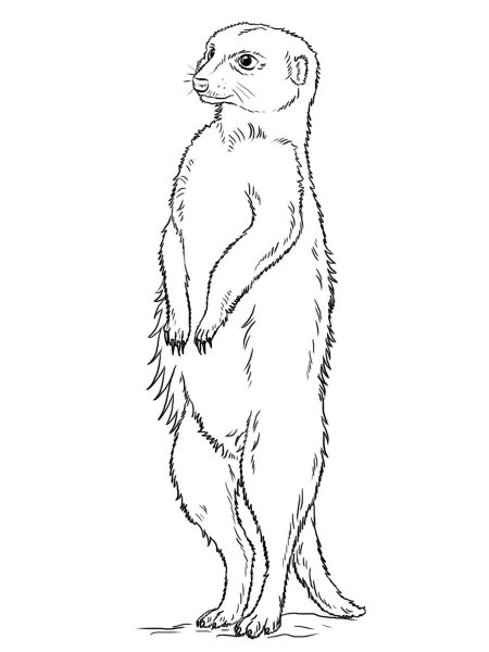 Сурикат раскраска