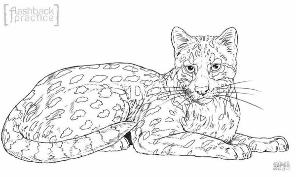 Бенгальский кот раскраска