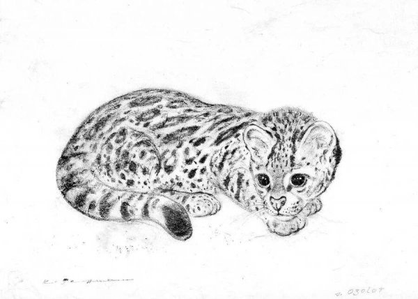 Раскраски кот леопарда (42 фото)