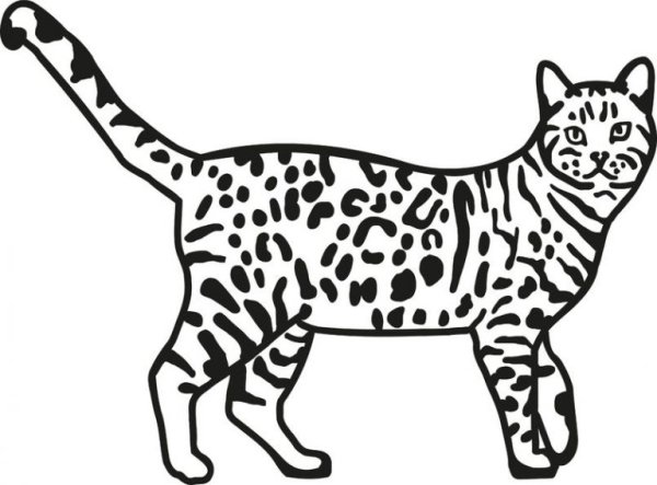 Раскраска Бенгальская кошка