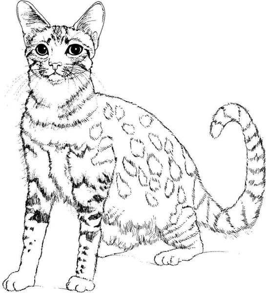 Раскраски кошки леопарда порода (43 фото)