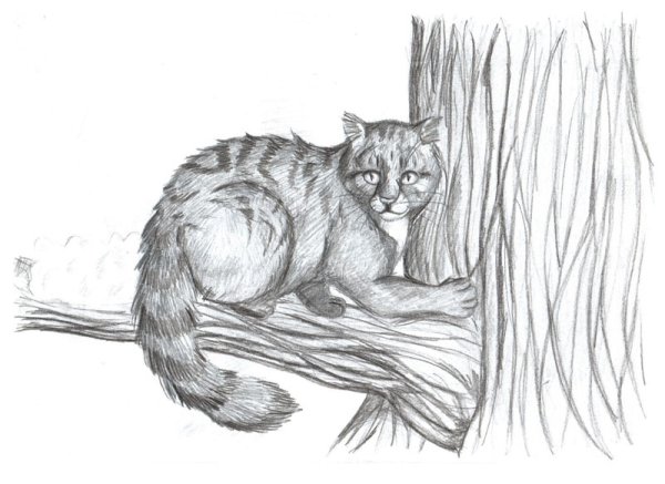 Кот Баюн карандашом