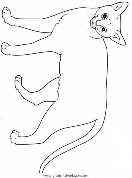 Сиамская кошка раскраска