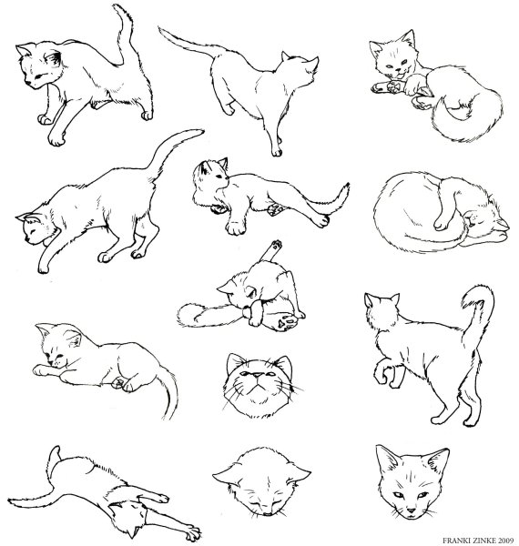 Кот в разных позах