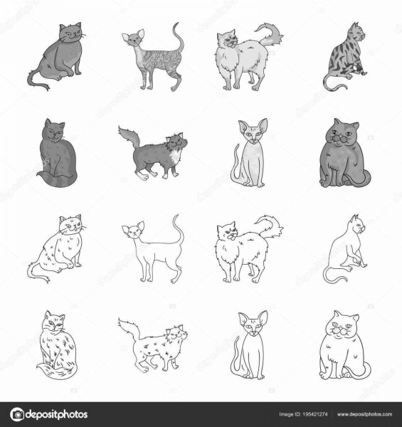 Раскраски породистых кошек