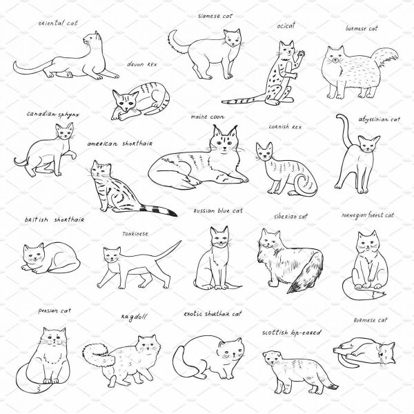 Раскраска породы кошек