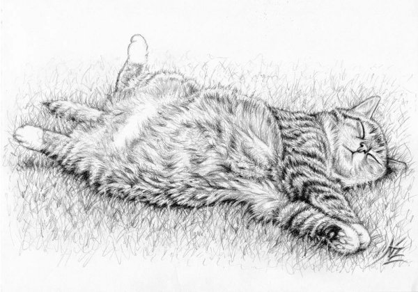 Лежачая кошка карандашом