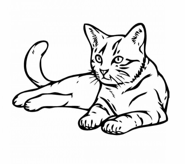 Рисунок кошки для срисовки