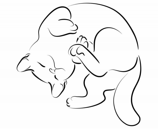 Контур кота сзади