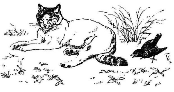 Кот Иваныч Георгий Скребицкий иллюстрация