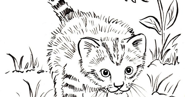 Котенок. Раскраска
