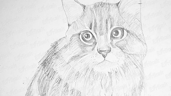 Рисунок кота карандашом 5 класс