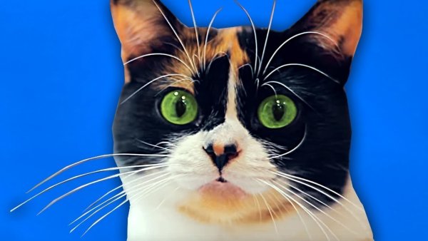 Котик сливки шоу