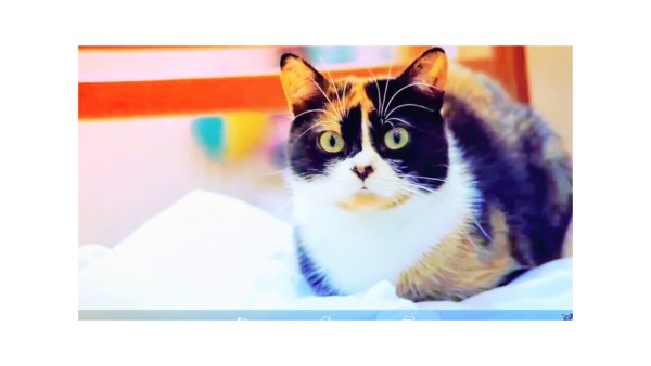 Кошка куки