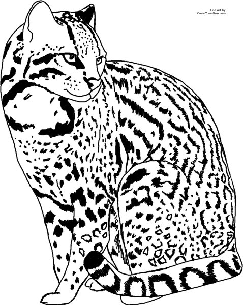 Раскраски кот леопардовой (44 фото)
