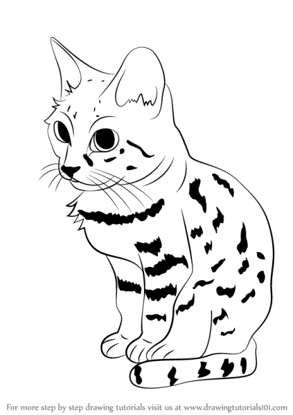 Бенгальский кот раскраска
