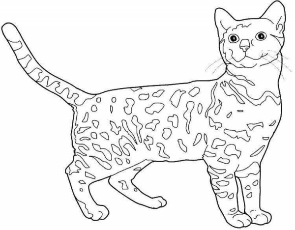 Раскраски домашних кошек