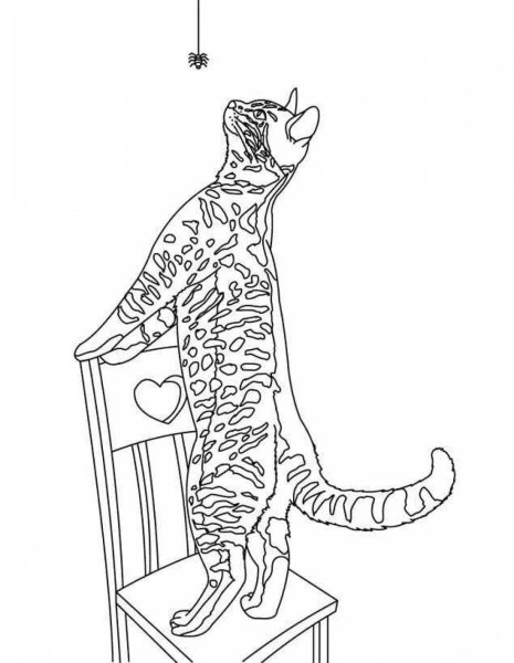Бенгальский кот раскраска