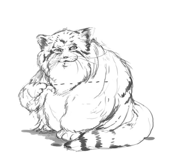 Дикий кот Манул